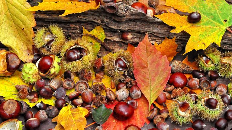 Herbstzeit @ Bucher & Weiler AG